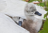 Image. Mute Swan