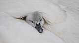 Image. Mute Swan