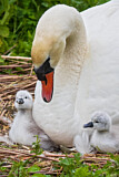 Image. Mute Swan