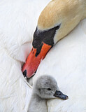 Image. Mute Swan