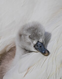 Image. Mute Swan