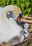 Image. Mute Swan