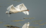 Image. Mute Swan
