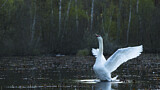 Image. Mute Swan