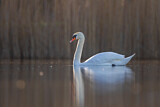 Image. Mute Swan