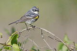 Image. Myrtle Warbler