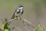 Image. Myrtle Warbler