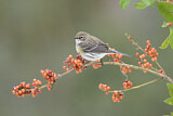 Image. Myrtle Warbler