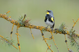 Image. Myrtle Warbler
