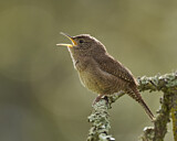 Image. Nördlicher Hauszaunkönig