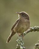 Image. Nördlicher Hauszaunkönig