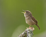 Image. Nördlicher Hauszaunkönig