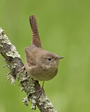 Image. Nördlicher Hauszaunkönig