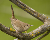 Image. Nördlicher Hauszaunkönig