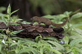 Image. Nördliches Spitzhörnchen