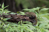Image. Nördliches Spitzhörnchen
