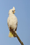 Image. Nacktaugenkakadu