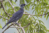Image. Nackthalskotinga