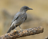 Image. Nacktschnabelhäher