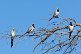 Image. Namaqua Dove