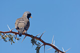 Image. Namaqua Dove