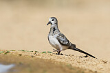Image. Namaqua Dove