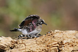 Image. Namaqua Dove