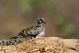 Image. Namaqua Dove