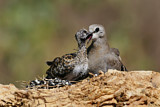 Image. Namaqua Dove