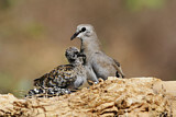 Image. Namaqua Dove