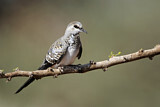 Image. Namaqua Dove