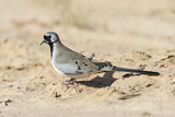 Image. Namaqua Dove