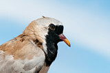 Image. Namaqua Dove