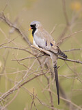 Image. Namaqua Dove