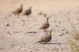 Image. Namaqua Sandgrouse