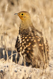 Image. Namaqua Sandgrouse