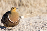 Image. Namaqua Sandgrouse