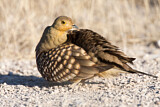 Image. Namaqua Sandgrouse