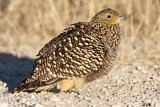 Image. Namaqua Sandgrouse