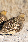 Image. Namaqua Sandgrouse