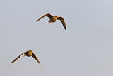 Image. Namaqua Sandgrouse