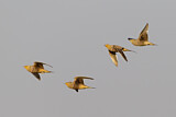 Image. Namaqua Sandgrouse