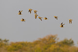 Image. Namaqua Sandgrouse
