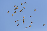 Image. Namaqua Sandgrouse