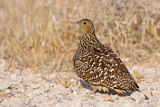 Image. Namaqua Sandgrouse