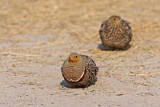 Image. Namaqua Sandgrouse