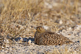 Image. Namaqua Sandgrouse