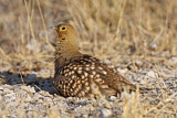 Image. Namaqua Sandgrouse
