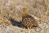 Image. Namaqua Sandgrouse