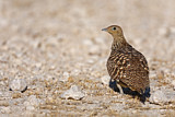 Image. Namaqua Sandgrouse
